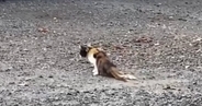 足を引きずるようにして歩いていた野良猫を保護したら…涙あふれる『2年間の記録』が48万再生「本当に感動した」「思わず泣いてしまった」
