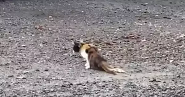 足を引きずるようにして歩いていた野良猫を保護したら…涙あふれる『2年間の記録』が48万再生「本当に感動した」「思わず泣いてしまった」