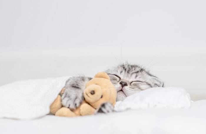 猫が『飼い主さんの枕』で寝たがるワケ3選　そもそも猫も枕があると快適なの？