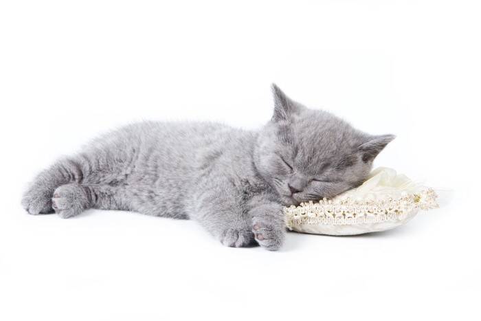 猫が『飼い主さんの枕』で寝たがるワケ3選　そもそも猫も枕があると快適なの？