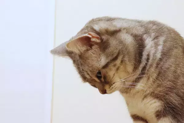 愛猫が『悲しいニャ…』と思っているときの5つのサイン　見られたらするべき対処法も
