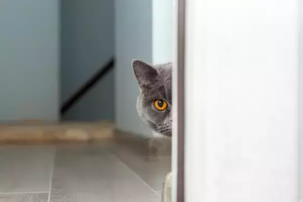 猫と生活するということ｜日常で気を付けたいことや注意すべきトラブルについて【現役獣医が解説】