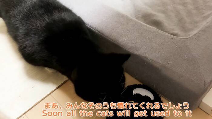 猫が『自分そっくりのスリッパ』を見た結果…予想外の反応が"可愛すぎる"と笑顔になる人続出「心境が気になる」「とても面白くて可愛い」