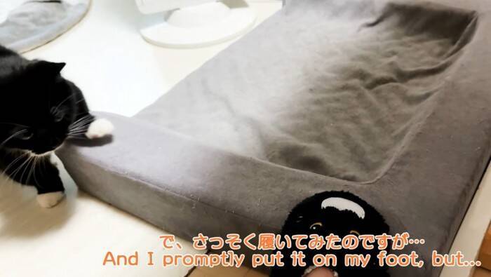 猫が『自分そっくりのスリッパ』を見た結果…予想外の反応が"可愛すぎる"と笑顔になる人続出「心境が気になる」「とても面白くて可愛い」