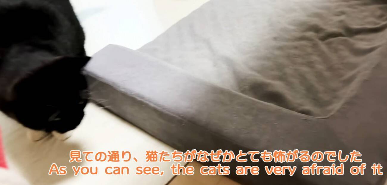 猫が『自分そっくりのスリッパ』を見た結果…予想外の反応が"可愛すぎる"と笑顔になる人続出「心境が気になる」「とても面白くて可愛い」