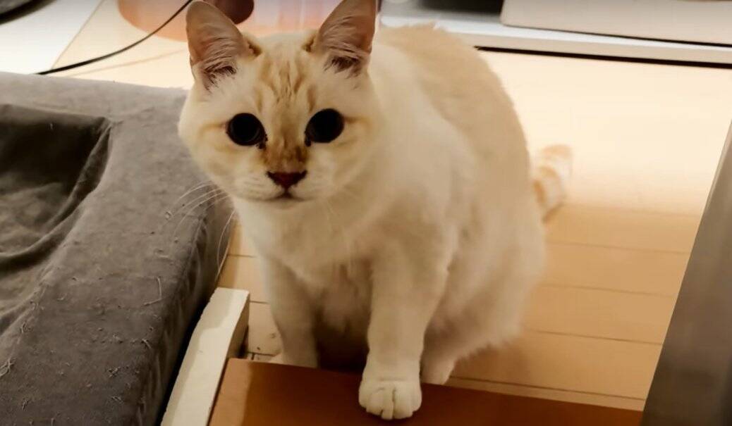 猫が『自分そっくりのスリッパ』を見た結果…予想外の反応が"可愛すぎる"と笑顔になる人続出「心境が気になる」「とても面白くて可愛い」