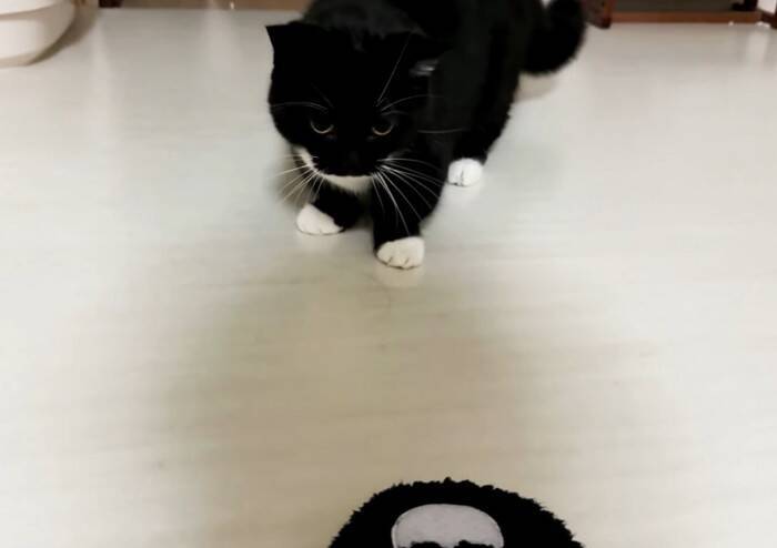 猫が『自分そっくりのスリッパ』を見た結果…予想外の反応が"可愛すぎる"と笑顔になる人続出「心境が気になる」「とても面白くて可愛い」