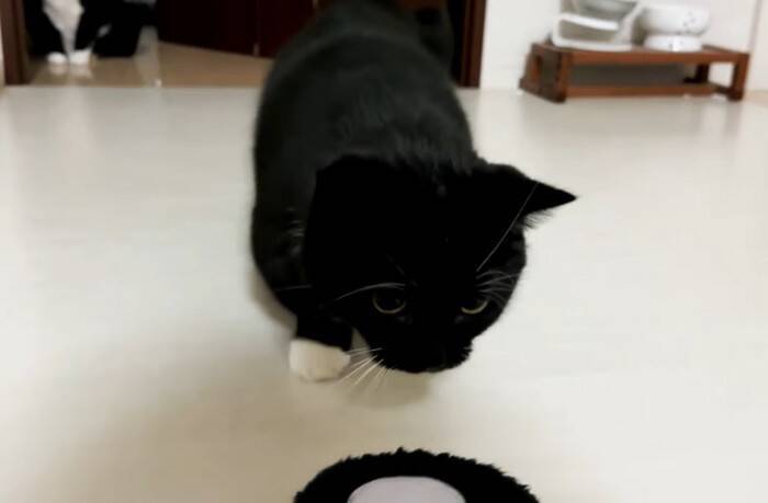 猫が『自分そっくりのスリッパ』を見た結果…予想外の反応が"可愛すぎる"と笑顔になる人続出「心境が気になる」「とても面白くて可愛い」