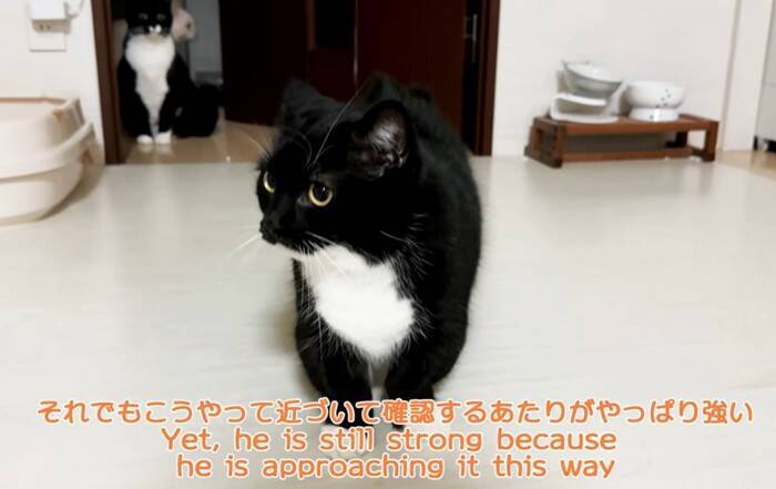 猫が『自分そっくりのスリッパ』を見た結果…予想外の反応が"可愛すぎる"と笑顔になる人続出「心境が気になる」「とても面白くて可愛い」