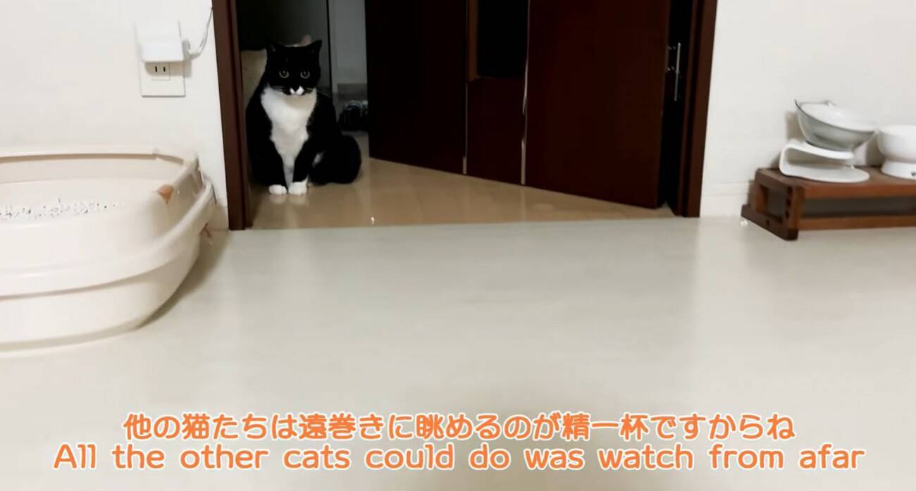 猫が『自分そっくりのスリッパ』を見た結果…予想外の反応が"可愛すぎる"と笑顔になる人続出「心境が気になる」「とても面白くて可愛い」