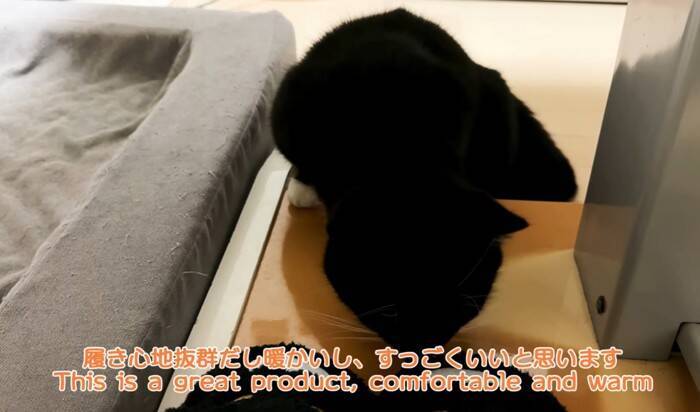 猫が『自分そっくりのスリッパ』を見た結果…予想外の反応が"可愛すぎる"と笑顔になる人続出「心境が気になる」「とても面白くて可愛い」