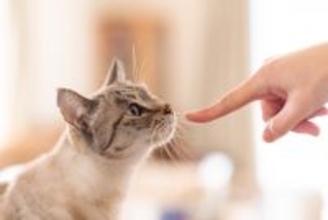 猫は『外見』で人を見分けられる？判別するために使っている3つの能力とは