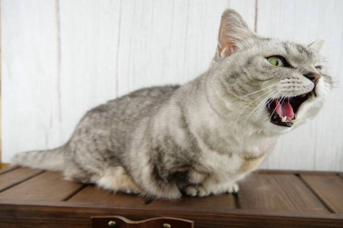 猫が『反抗期』を迎えたときの行動6つ　時期の目安から適切な接し方まで解説