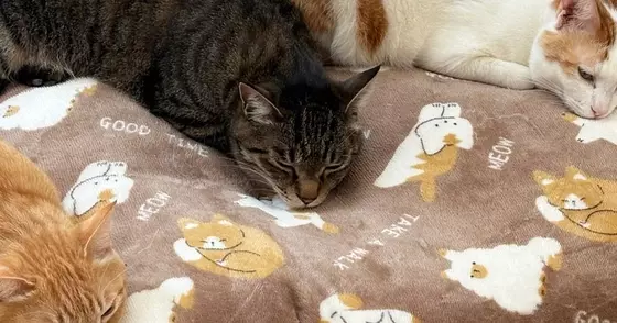 飼い主『声出た』→布団の上にいる"３匹の猫"をふと見たら…予想外の『尊すぎる瞬間』に２万いいね「かわいい」「笑顔になった」と反響