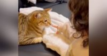 ネコに挨拶をしたい女の子→指を近づけると…『微笑ましいやり取り』に癒される人が続出「仲良しだね」「とても可愛らしい」と反響