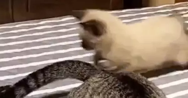 先輩猫のしっぽを『全力で追いかける子猫』を撮っていたら…あまりにも『予想外な展開』に２万いいね「元気いっぱいｗ」「全部かわいいｗ」