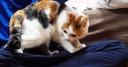遊びに来た友人に近づいた三毛猫→膝の上に乗ると…思わず嫉妬してしまう光景が13万再生「恋なのかしらｗ」「幸せそうで良かった」