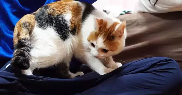 遊びに来た友人に近づいた三毛猫→膝の上に乗ると…思わず嫉妬してしまう光景が13万再生「恋なのかしらｗ」「幸せそうで良かった」