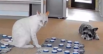 会話ボタンを使って飼い主とコミュニケーションをとる猫→遊びを断られた結果…『愛おしすぎる行動』が117万再生「本当に凄い」「可愛すぎ」
