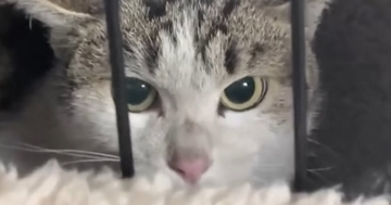 威嚇を繰り返していた『警戒心の強い保護猫』→愛情を注ぎ続けると…別猫のような『驚きの変化』に「うるっときた」「本当に凄い」と68万再生