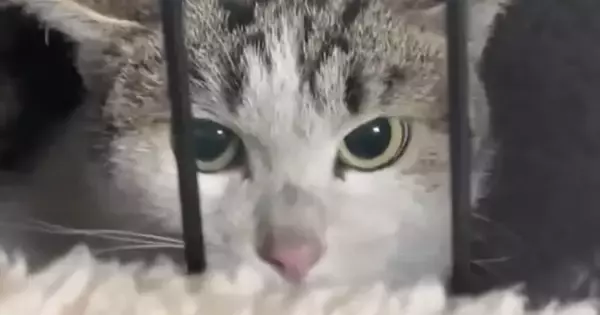 威嚇を繰り返していた『警戒心の強い保護猫』→愛情を注ぎ続けると…別猫のような『驚きの変化』に「うるっときた」「本当に凄い」と68万再生
