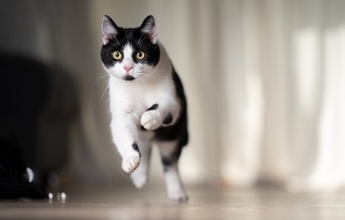 猫が夜中に『運動会』を始める理由5つ　なぜ深夜に開催されるの？やめてもらう方法まで