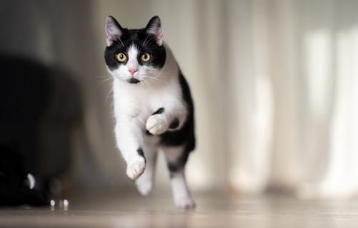 猫が夜中に『運動会』を始める理由5つ　なぜ深夜に開催されるの？やめてもらう方法まで