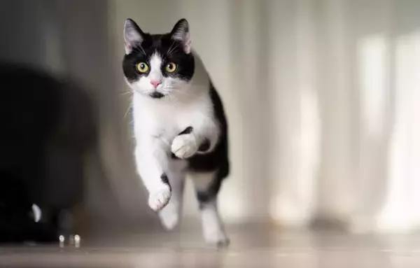 猫が夜中に『運動会』を始める理由5つ　なぜ深夜に開催されるの？やめてもらう方法まで