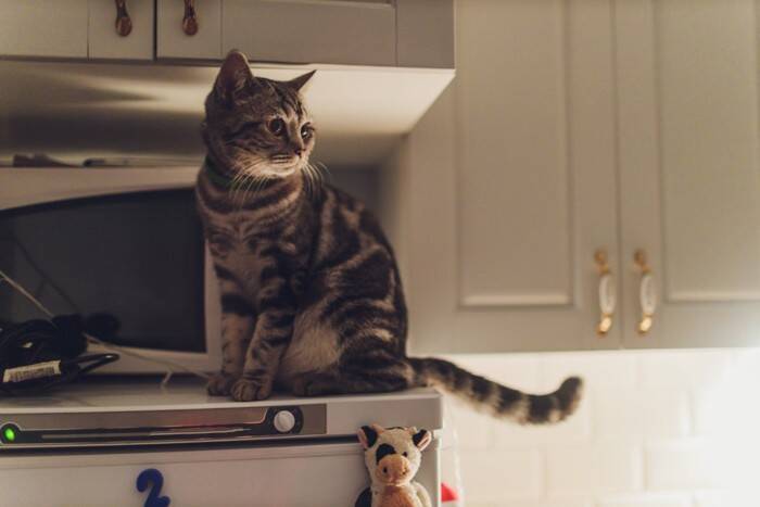 猫が夜中に『運動会』を始める理由5つ　なぜ深夜に開催されるの？やめてもらう方法まで
