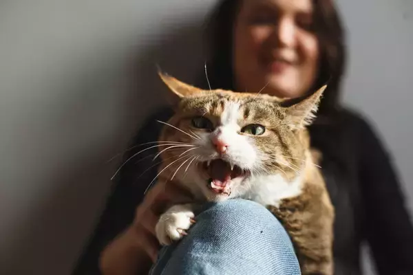 猫が『ネガティブな感情』を抱えている鳴き方4選　声から読み取れる気持ちや接するときのコツ