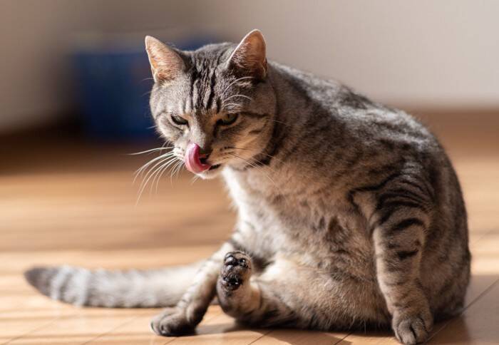 猫が『ネガティブな感情』を抱えている鳴き方4選　声から読み取れる気持ちや接するときのコツ