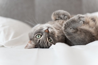 猫があなたを『呼んでいる』ときにみせるサイン4つ　すぐに反応すべき？適切な応え方まで解説