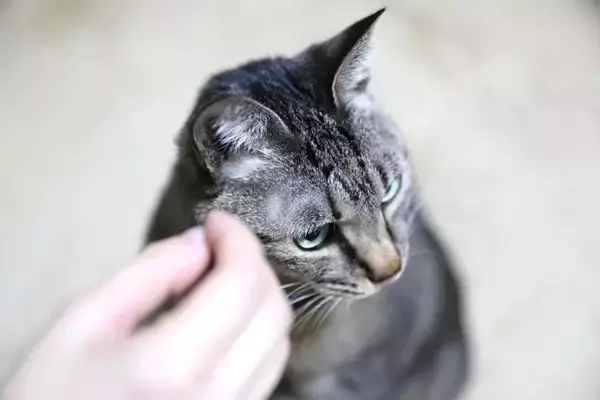 猫が『お留守番の後』にやりがちな行動5つ　飼い主がすべきケアの方法もご紹介