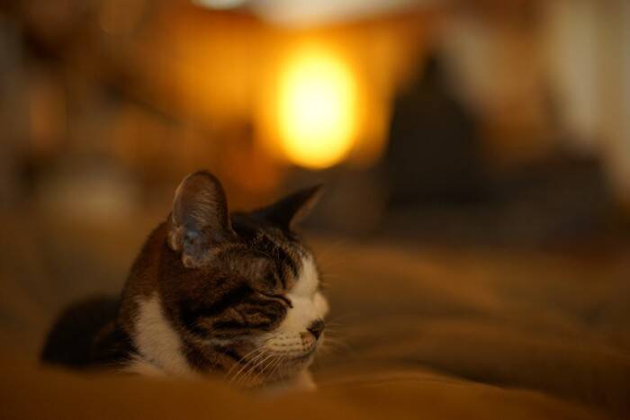 猫が『飼い主の就寝中』にしている行動3選　夜中に行う理由から取るべき安全対策まで