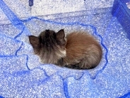 自宅前で黒猫の赤ちゃんを保護→弱っている様子で…思った以上に『素敵な結末』が話題「ゴージャス黒ニャンになる予感」「末永くお幸せに」