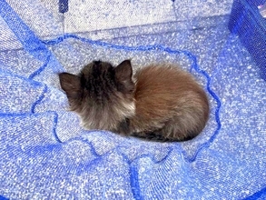 自宅前で黒猫の赤ちゃんを保護→弱っている様子で…思った以上に『素敵な結末』が話題「ゴージャス黒ニャンになる予感」「末永くお幸せに」