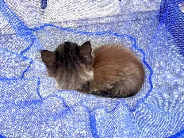 自宅前で黒猫の赤ちゃんを保護→弱っている様子で…思った以上に『素敵な結末』が話題「ゴージャス黒ニャンになる予感」「末永くお幸せに」