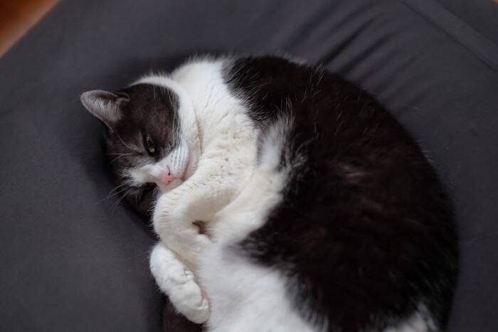 猫が『猫背』になるのはどうして？3つの理由や意外な役割をご紹介