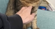 猫の『お腹』を触ろうとしたら…まさかの『拒否方法』が可愛すぎると63万再生「3回目の顔が良いｗ」「噛んだりしないの優しいｗ」「平和ｗ」