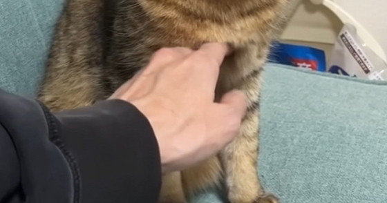 猫の『お腹』を触ろうとしたら…まさかの『拒否方法』が可愛すぎると63万再生「3回目の顔が良いｗ」「噛んだりしないの優しいｗ」「平和ｗ」