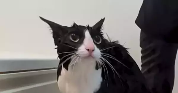 シャンプーを終えた猫→次の瞬間……『本当に猫？』目を疑う光景が46万再生「カワウソか何か」「チャック調べてほしいｗ」と驚愕の声