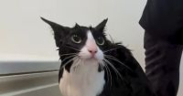 シャンプーを終えた猫→次の瞬間……『本当に猫？』目を疑う光景が46万再生「カワウソか何か」「チャック調べてほしいｗ」と驚愕の声