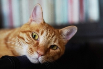 猫が『目をそらす』ときの心理3つ　隠されている意味や上手な接し方