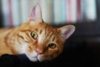 猫が『目をそらす』ときの心理3つ　隠されている意味や上手な接し方