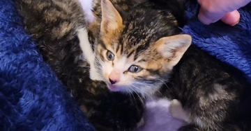 保健所に収容された『3匹の子猫』を保護……変化していく姿に涙が出ると20万再生「泣ける」「救ってくれてありがとう」と感動の声