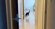 『初めての新居』→長い廊下を見て『テンション上がった黒猫』が……かわいすぎる行動に「お手本のようなｗ」「横走りになってるｗ」と反響