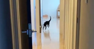 『初めての新居』→長い廊下を見て『テンション上がった黒猫』が……かわいすぎる行動に「お手本のようなｗ」「横走りになってるｗ」と反響