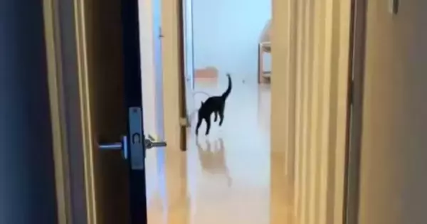 『初めての新居』→長い廊下を見て『テンション上がった黒猫』が……かわいすぎる行動に「お手本のようなｗ」「横走りになってるｗ」と反響