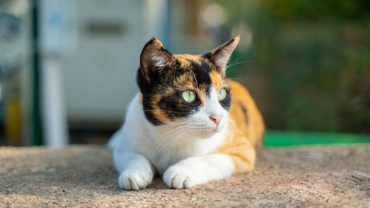 猫に関する『うわさ話・迷信』5選　どこまで本当なの？気になる真相をご紹介