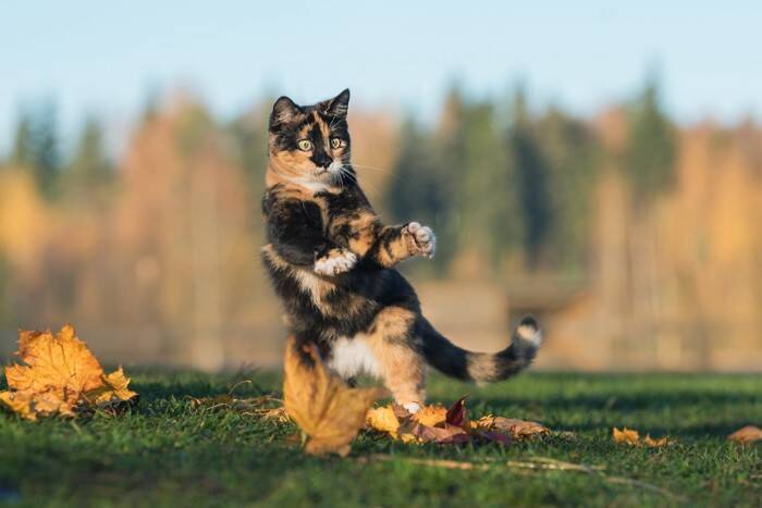 猫に関する『うわさ話・迷信』5選　どこまで本当なの？気になる真相をご紹介